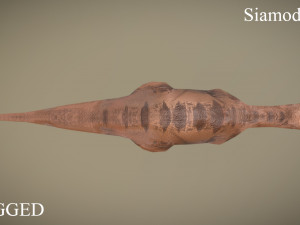 thai dinosaur siamodon Model 3D