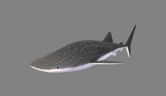 whale shark 3D मॉडल .c4d .max .obj .3ds .fbx .stl .blend 