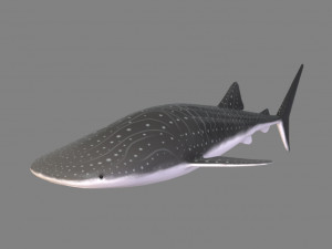 whale shark 3D Model