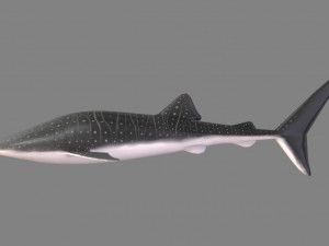 whale shark 3D मॉडल