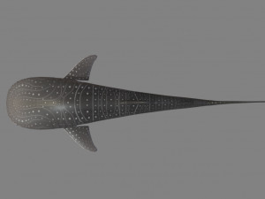 whale shark 3D मॉडल