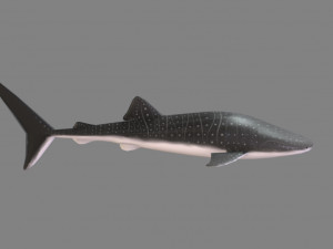 whale shark 3D मॉडल