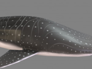 whale shark 3D मॉडल