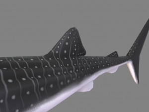 whale shark 3D मॉडल