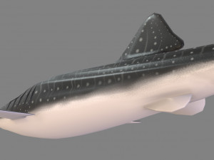 whale shark 3D मॉडल