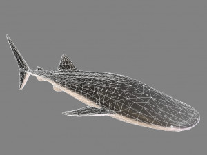 whale shark 3D मॉडल