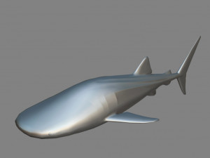 whale shark 3D मॉडल