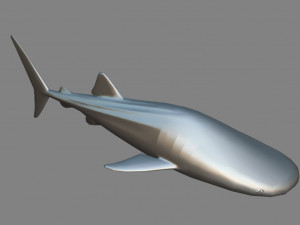 whale shark 3D मॉडल