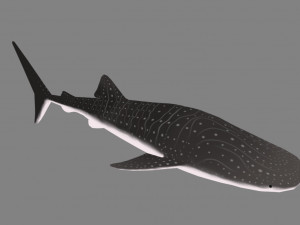 whale shark 3D मॉडल