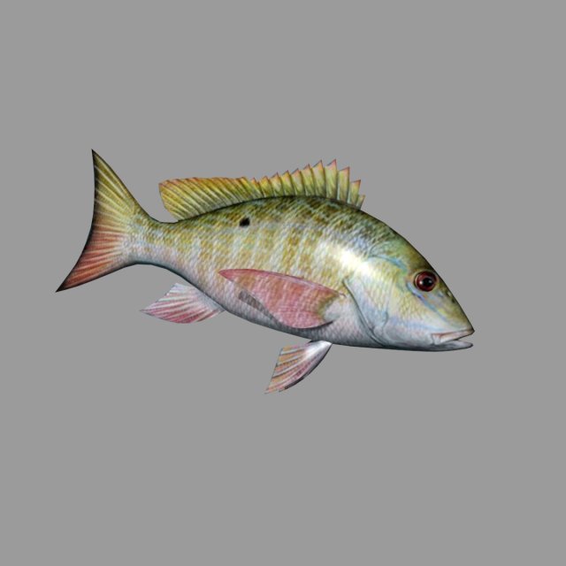 fish lane snapper 3D मॉडल .c4d .max .obj .3ds .fbx .stl .blend 