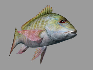 fish lane snapper 3D मॉडल