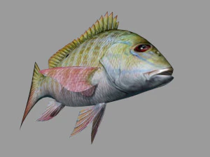 fish lane snapper 3D Model