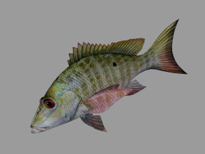fish lane snapper 3D मॉडल