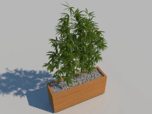 wooden planter box with bamboos and pebbles 3D Model