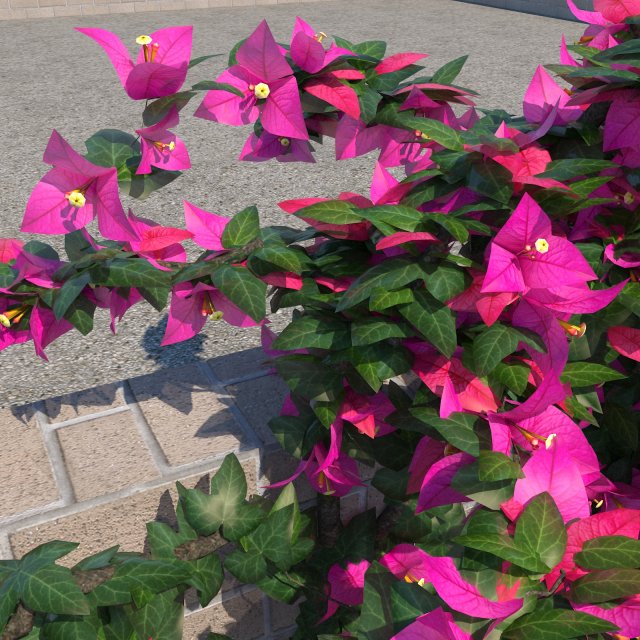 bougainvillea glabra 3D Model .c4d .max .obj .3ds .fbx .stl .blend 