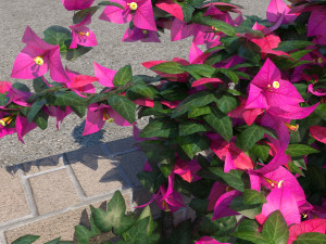 bougainvillea glabra 3Dモデル