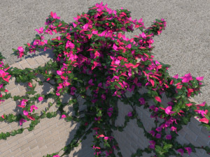 bougainvillea glabra 3D Model