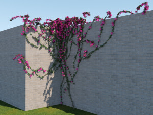 bougainvillea glabra 3D Model