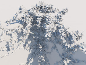 bougainvillea glabra 3D Model