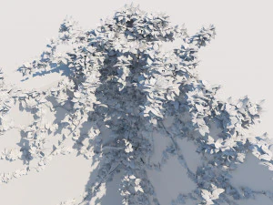 bougainvillea glabra 3D Model