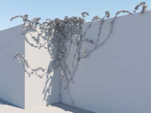 bougainvillea glabra 3D Model