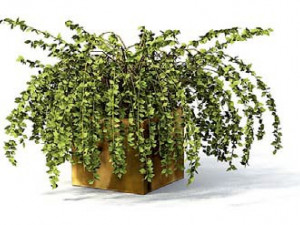 flower pot 1 3D मॉडल