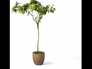 flower pot 1 3D मॉडल