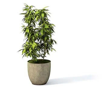 flower pot 2 3D Model .c4d .max .obj .3ds .fbx .stl .blend