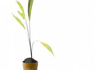 flower pot 2 3D Model