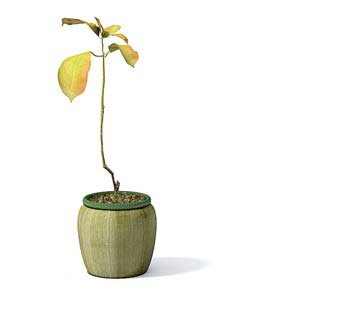 flower pot 3 3D Model .c4d .max .obj .3ds .fbx .stl .blend 