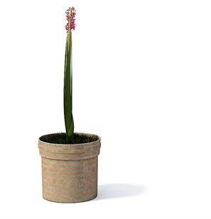flower pot 4 Model 3D .c4d .max .obj .3ds .fbx .stl .blend 