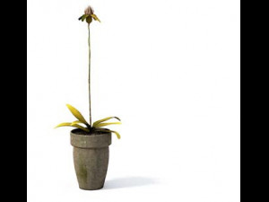 flower pot 4 Model 3D