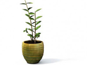 flower pot 5 3D मॉडल