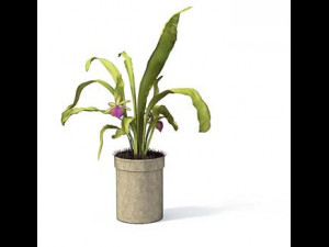 flower pot 5 3D मॉडल