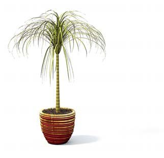 flower pot 6 3D मॉडल .c4d .max .obj .3ds .fbx .stl .blend 