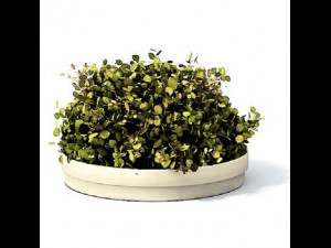 flower pot 6 3D मॉडल