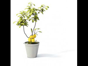 flower pot 8 3D मॉडल