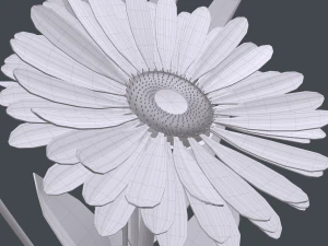 gerbera daisy in vase 3D Model