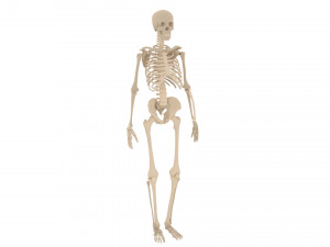 human skeleton 3D मॉडल