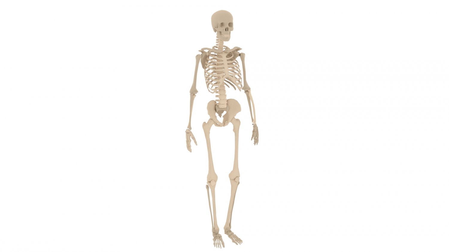 Anatomy Skeleton 3d Model لم يسبق له مثيل الصور Tier3 Xyz