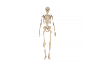 human skeleton 3D मॉडल