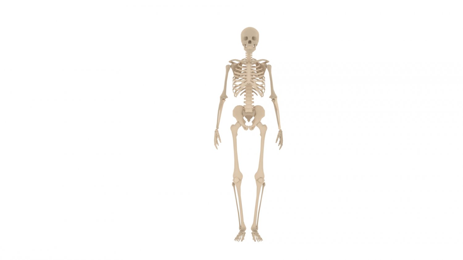 Skeleton 3 0 600m