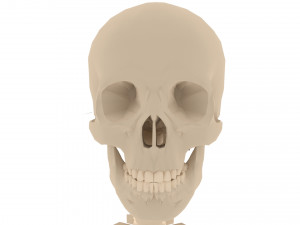 human skeleton 3D मॉडल