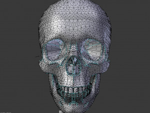 human skeleton 3D मॉडल