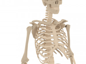 human skeleton 3D मॉडल