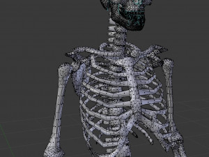 human skeleton 3D मॉडल