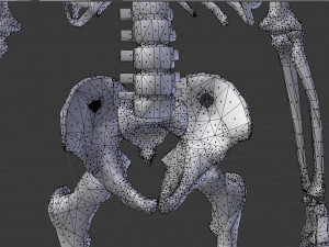 human skeleton 3D मॉडल