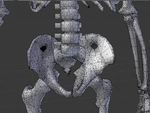 human skeleton 3D Model