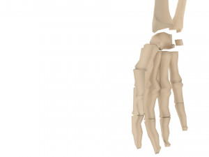 human skeleton 3D मॉडल