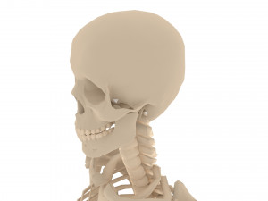 human skeleton 3D मॉडल